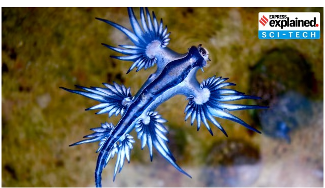 Blue dragon sea slug spotted on Spanish beach leading to closures